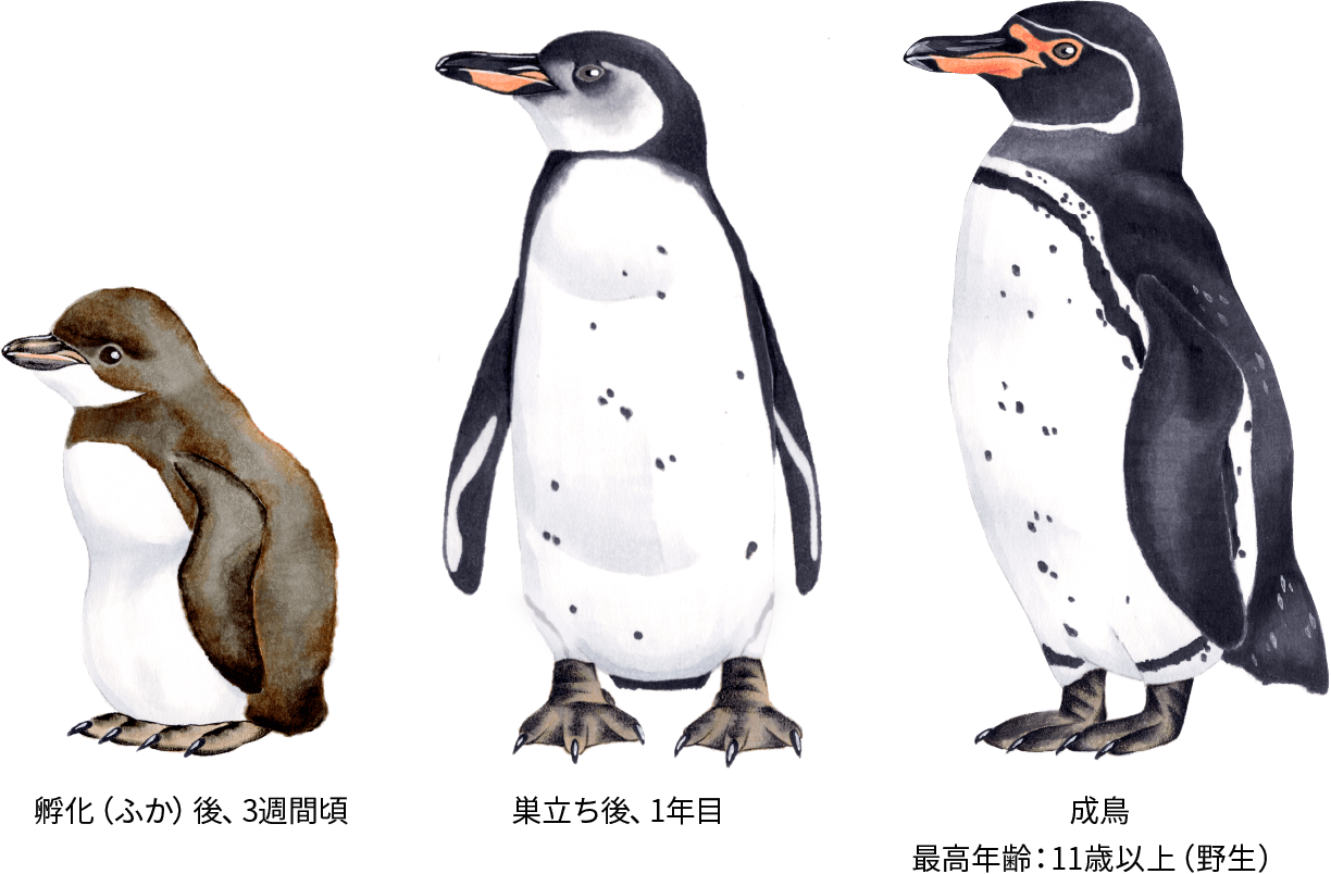 ガラパゴスペンギン ペンギンライブラリー ホシザキ株式会社