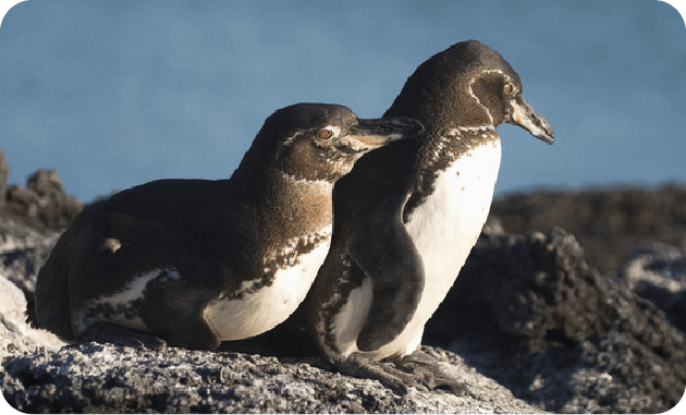 ガラパゴスペンギン