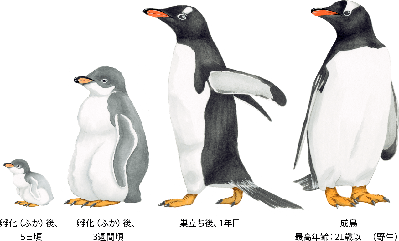 ジェンツーペンギン：ペンギンライブラリー｜ホシザキ株式会社