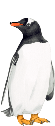 ジェンツーペンギン