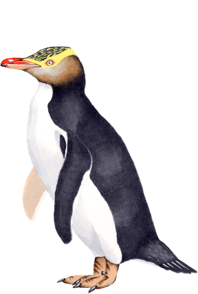キガシラペンギン