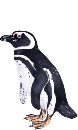 マゼランペンギン