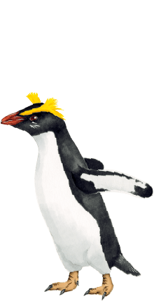 フィヨルドランドペンギン