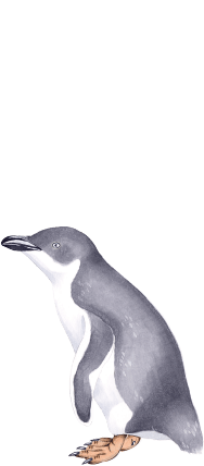 ハネジロペンギン