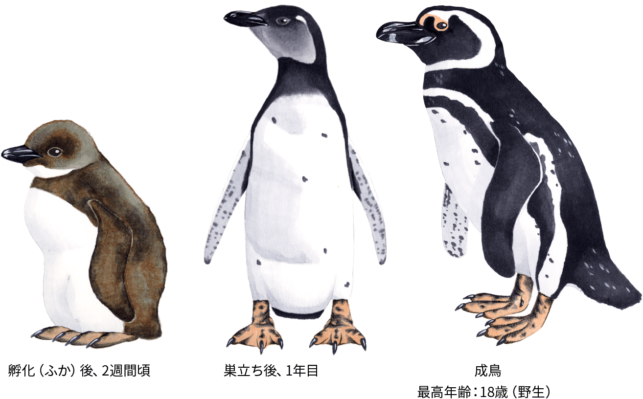 マゼランペンギン ペンギンライブラリー ホシザキ株式会社