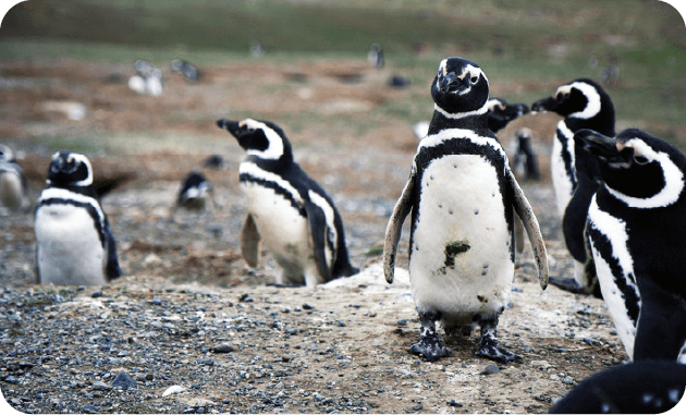 マゼランペンギン