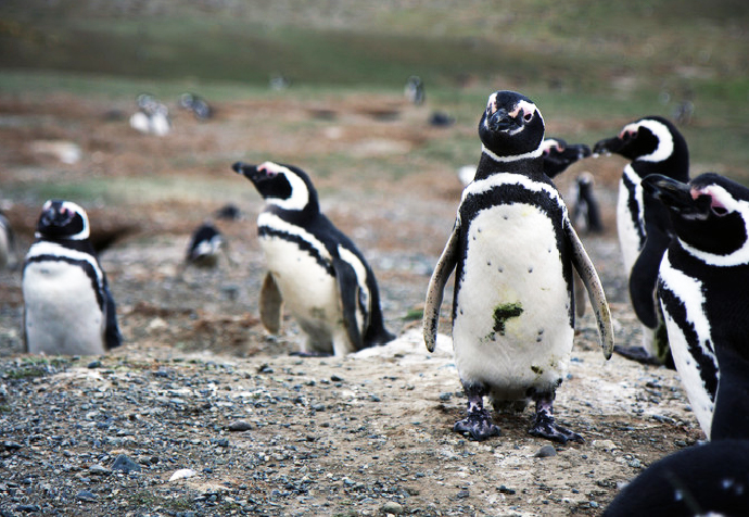 マゼランペンギン