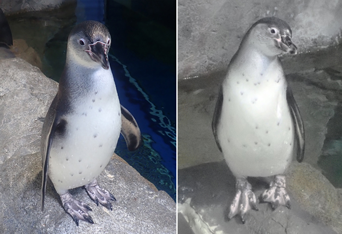 フンボルトペンギン２羽の愛称を募集中