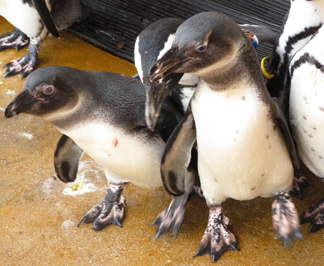 ケープペンギンの姉妹の名前決定！