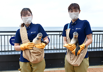 フンボルトペンギン２羽の愛称が決定