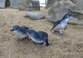 コガタペンギンのヒナ3羽が飼育場デビューに向けて練習中
