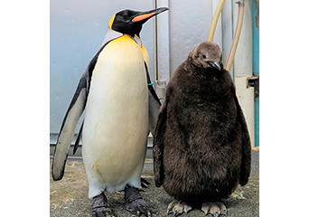 オウサマペンギンのヒナの展示がスタート