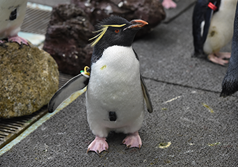 ペンギンの秘密にせまる！飼育員と研究者による講演会をZoomにて開催