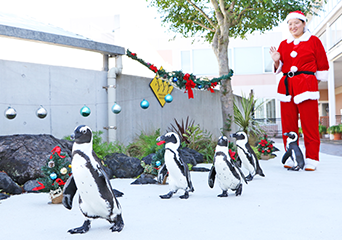 イベント「シーパラダイスクリスマス」を開催中