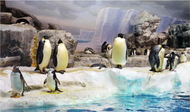 ペンギンの聖地「南極」へ南極観測船“ふじ”の航路をたどる旅