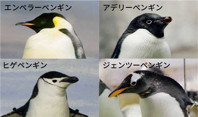 極寒環境を再現した飼育ゾーンには、極地ペンギン４種がせいぞろい