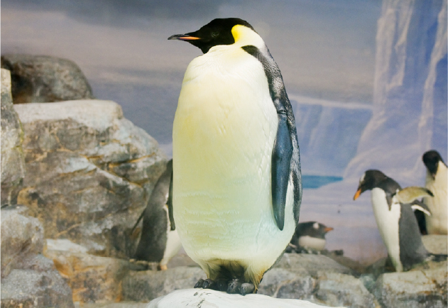 エンペラーペンギンの繁殖にチャレンジ!