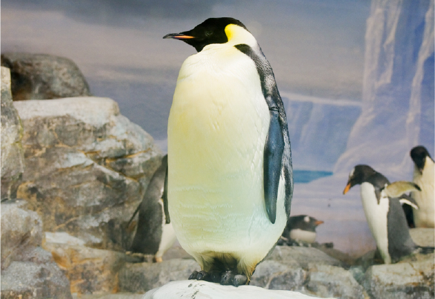 エンペラーペンギンの繁殖にチャレンジ！