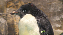 ペンギンそれぞれの習性を教えてください