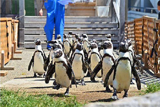 かわいいペンギンたちを間近で観察「ペンギン よちよちウォーク」