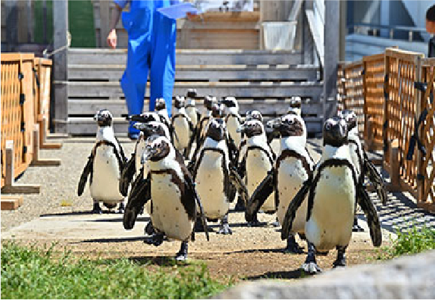 かわいいペンギンたちを間近で観察「ペンギン よちよちウォーク」