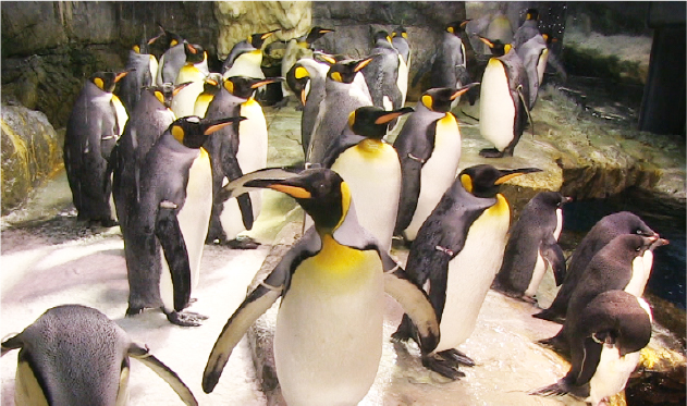 南極を再現した環境で暮らす3種類のペンギンたち