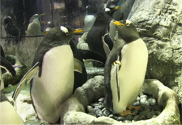 日本最高齢のジェンツーペンギン