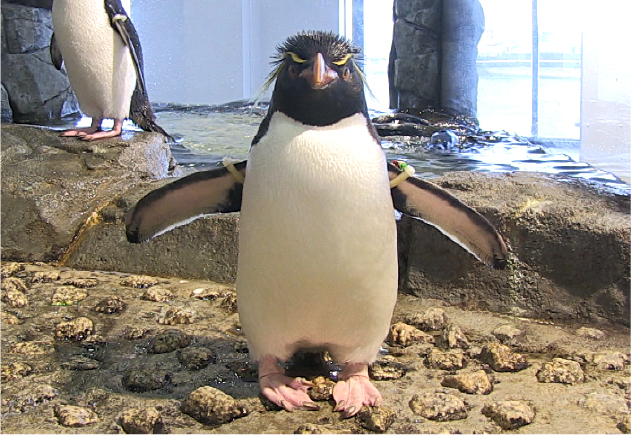 繁殖から子育てまで、ペンギンの1年を体感できる展示に