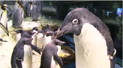 南極大陸水槽のペンギンたち