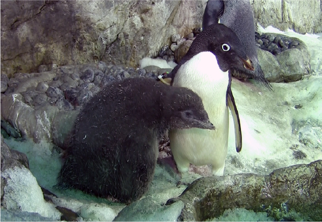 くっついて離れない♪仲良しのアデリーペンギン親子