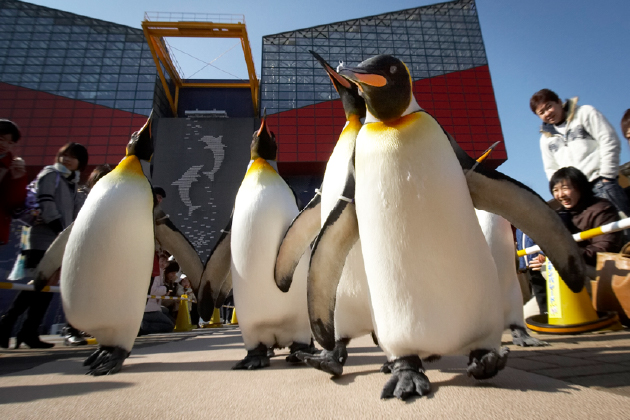 冬空の下でオウサマペンギンが大行進