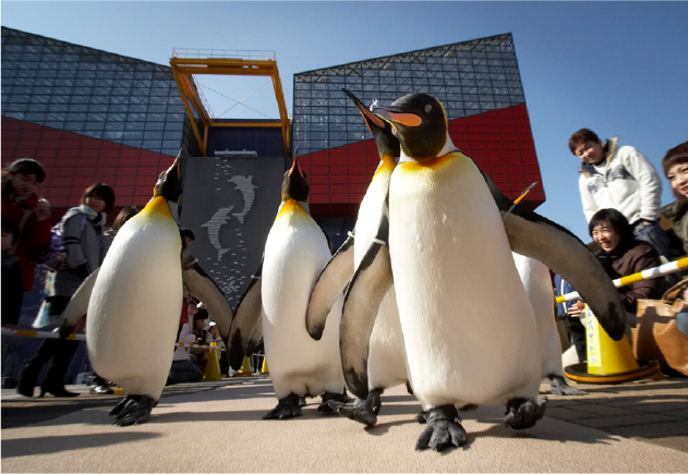 冬空の下でオウサマペンギンが大行進