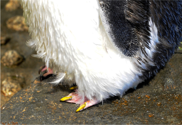 ペディキュアをするペンギンたち