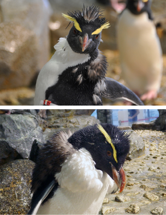 「文句あるんかいな」ドスをきかせる男前ペンギン