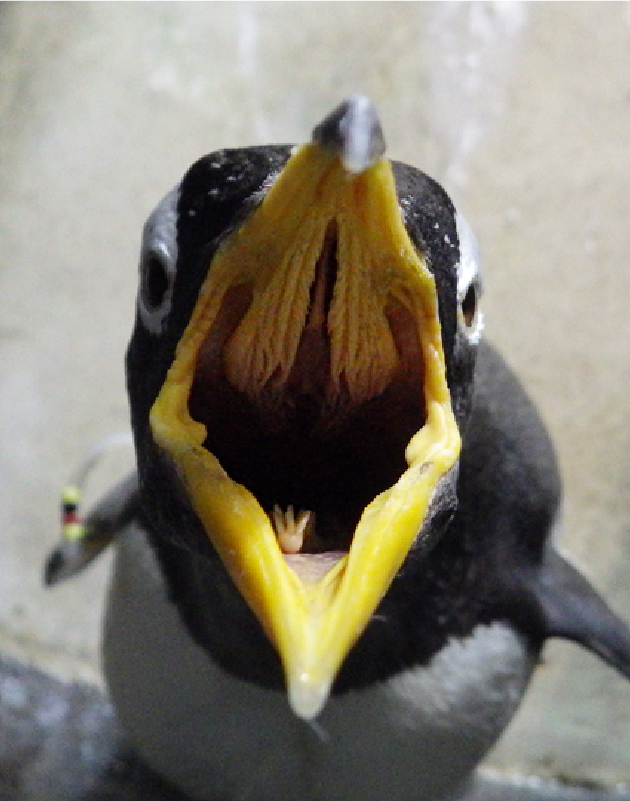 おクチぱっくり！「ゴハンちょーだい」