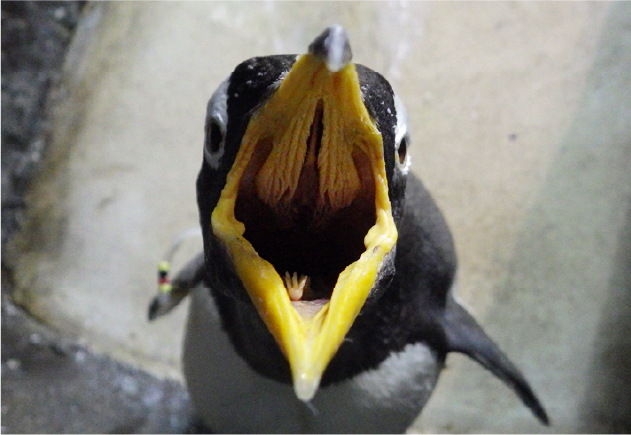 おクチぱっくり！「ゴハンちょーだい」