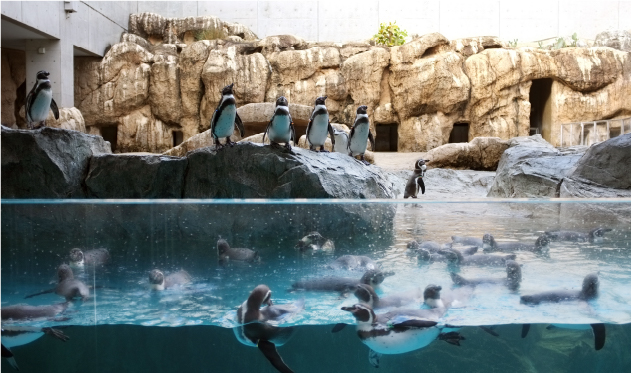 世界最多、9種類が暮らすペンギンに特化した水族館