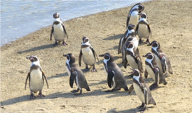 自然の海辺でペンギンが日中を過ごす