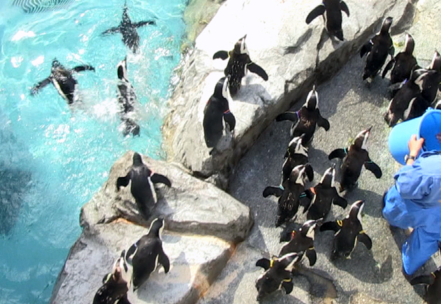 あたたかな気候に合わせてペンギンたちを太陽の下で育てる