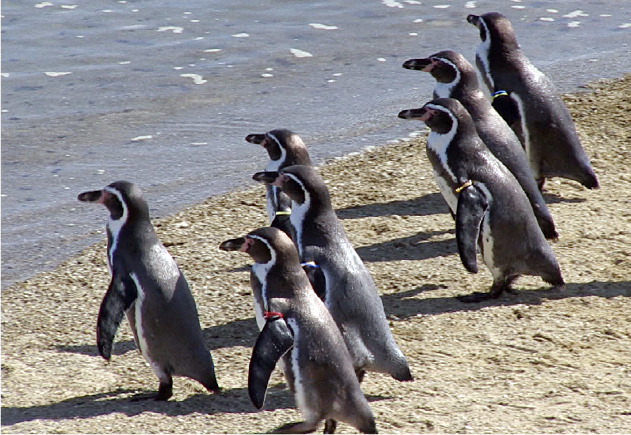自然の海で、野生に近いペンギンの姿を観察