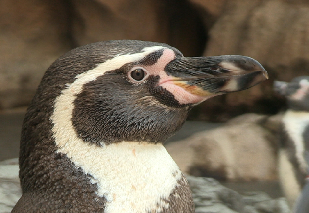 人なつっこいフンボルトペンギン