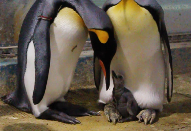 ヒナがいるとちょっぴり怖いキングペンギンの子育て