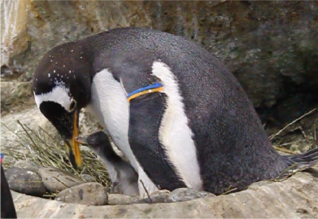 愛情たっぷりジェンツーペンギンの子育て