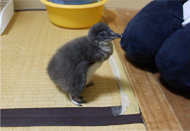 ふ化24日目のコガタペンギンアニーちゃん、ネジにハマる