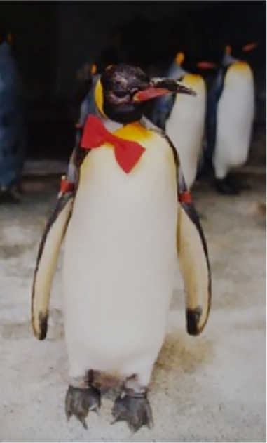 世界一の長寿ペンギン「ぎん吉」