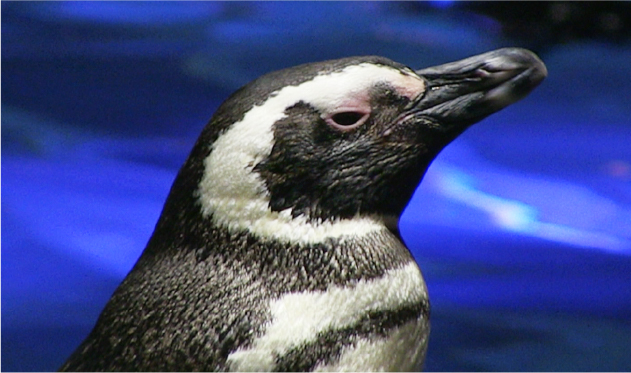 国内最大級のプール型水槽でマゼランペンギンの生活を観察