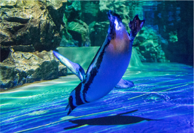 光を使ってペンギンの動きを引き出す