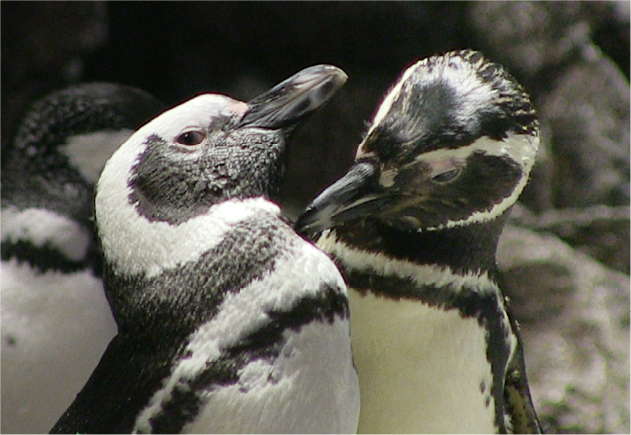 ペンギンがずっと元気に生活できる環境を