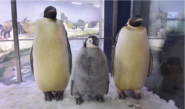 日本で唯一、世界では2例目のエンペラーペンギンの繁殖に成功