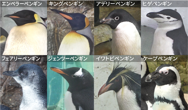 国内最多！8種類約400羽のペンギン大所帯
